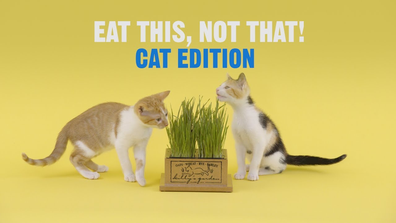 What Can Cats Eat and Not Eat