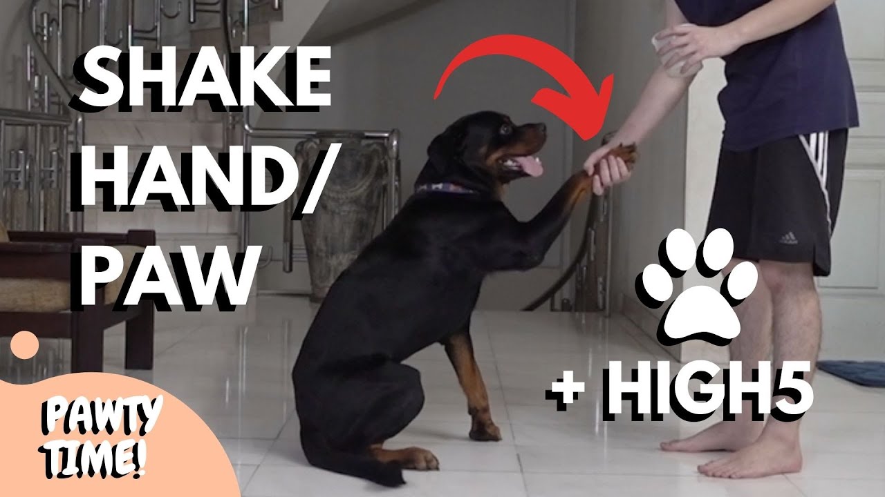 Shake hand puppy training