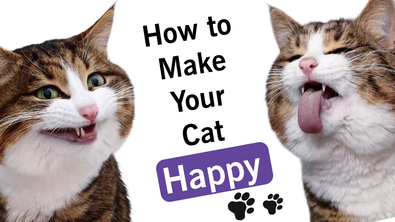 How to Keep Your Cat Healthy and Happy