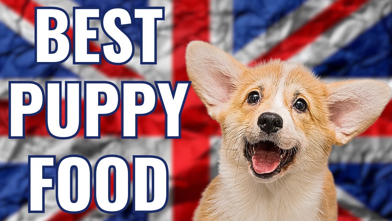 BEST FOOD TO FEED YOUR DOG