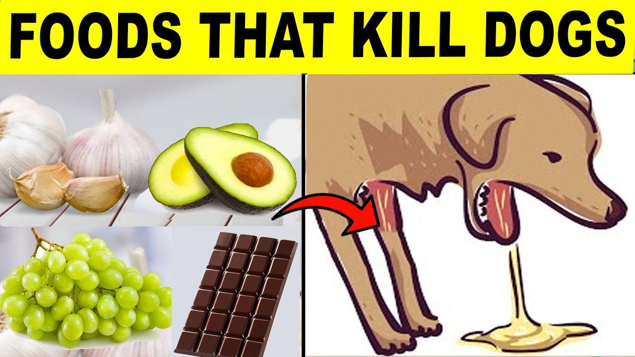 22 Common Foods That Will Kill Your Dog