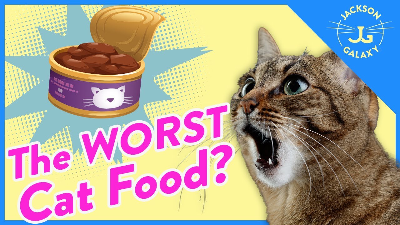 Cat Expert Explains How to Read Cat Food Labels