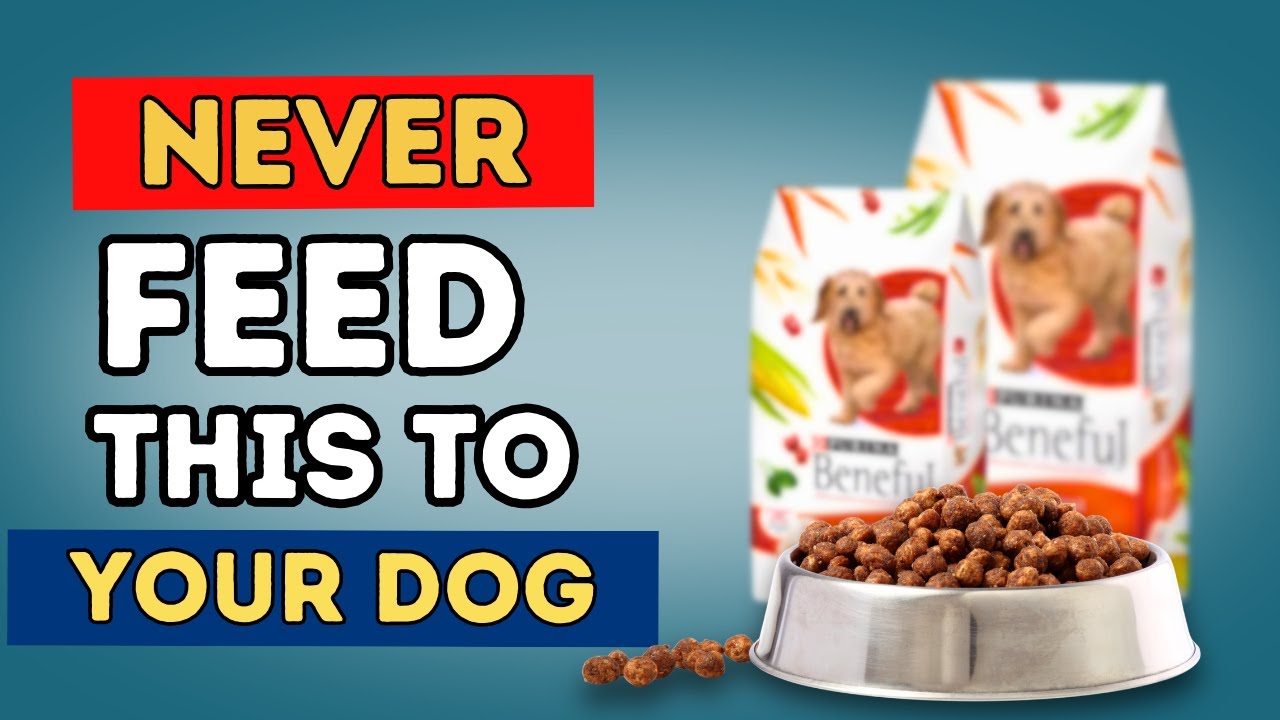 Easy Homemade Dog Food