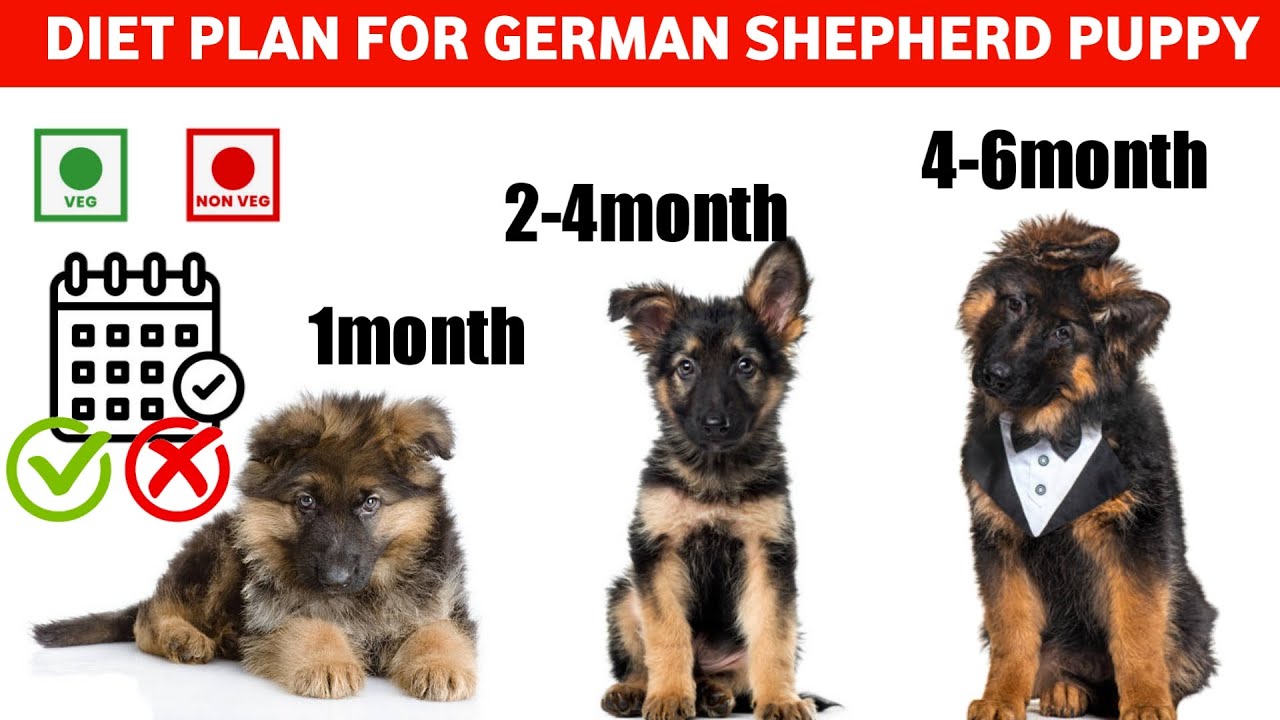 Diet Plan For German Shepherd Dog